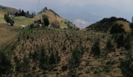 En la imagen: Jornada de plantación predios Mochuelo Bajo