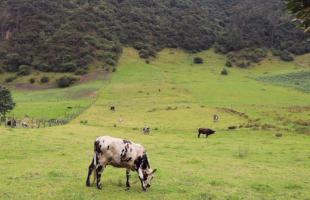 Cultivos y predios en la Zona Rural de Ciudad Bolívar