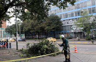  Operario de aseo realizando poda de árbol.